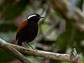 Conopophaga melanogaster - Black-bellied Gnateater (male); Carajás National Forest, Pará, Brazil