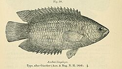 Archivo:Ctenopoma kingsleyae
