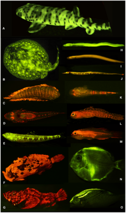 Archivo:Diversity of fluorescent patterns and colors in marine fishes - journal.pone.0083259.g001