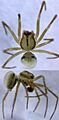 Drapetisca australis male
