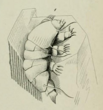 Echiniscus testudo Doyere 1840 Pl 12 Fig 1