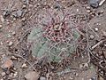 Echinocactus horizonthalonius1