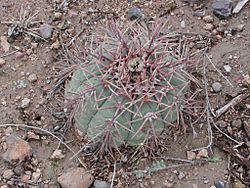 Echinocactus horizonthalonius1.jpg