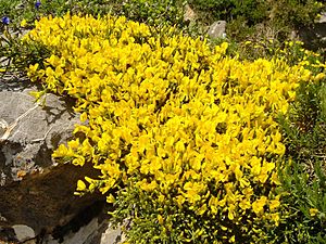 Archivo:Echinospartum horridum 1 (Picos de Europa)