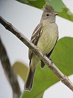 Archivo:Elaenia flavogaster Elaenia copetona Yellow-bellied Elaenia (6466963585)