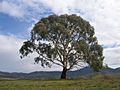 Eucalyptus rubida