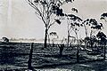 Fallow caused by emus