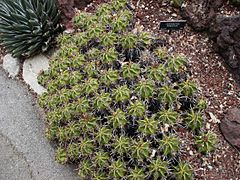 Archivo:Ferocactus Robustus, Huntington