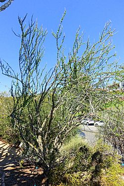 Fouquieria formosa - Mildred E. Mathias Botanical Garden - University of California, Los Angeles - DSC02917.jpg