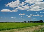 France rice field in camargue.jpg