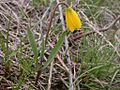 Fritillaria pudica 001 — Matt Lavin