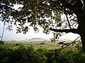 Goa, India 43 Trees by the fields