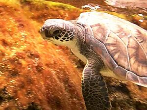 Archivo:Green Sea Turtle in snorkel lagoon at Cayman Turtle Farm