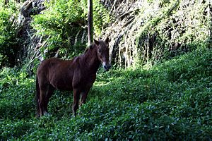 Archivo:Hiva Oa - Cheval