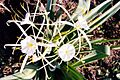 Hymenocallis occidentalis161739715
