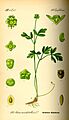 Illustration Adoxa moschatellina0