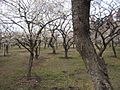 Kairaku-en plum tree forest