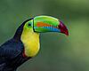 Keel-billed Toucan (16201157519).jpg