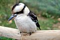 Kookaburra at Marwell