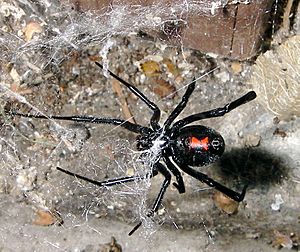 Archivo:Latrodectus mactans 5