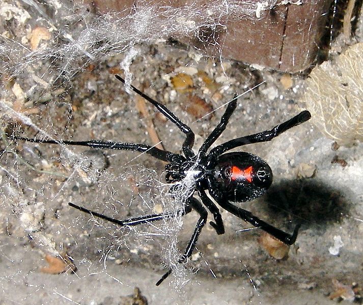 Latrodectus mactans 5