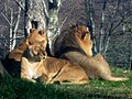 Lions in Pombia