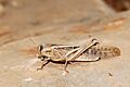 Locusta migratoria (gregarious phase) (5012933680)
