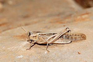 Archivo:Locusta migratoria (gregarious phase) (5012933680)