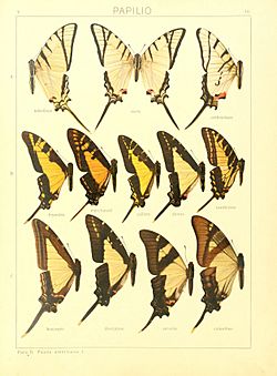 Macrolepidoptera15seit 0041.jpg