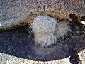 Mammillaria guelzowiana (5729365593)
