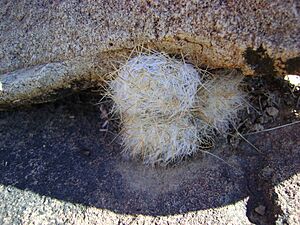 Archivo:Mammillaria guelzowiana (5729365593)