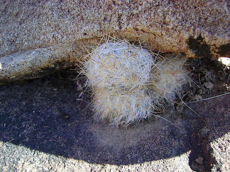 Mammillaria guelzowiana (5729365593)