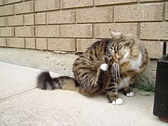Archivo:Munchkin cat grooming