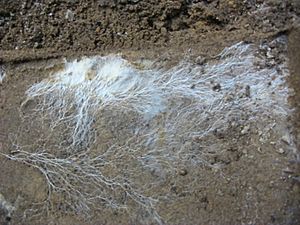 Archivo:Mushroom's roots (mycélium)