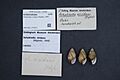 Naturalis Biodiversity Center - ZMA.MOLL.373612 - Achatinella viridans Mighels, 1848 - Achatinellidae - Mollusc shell