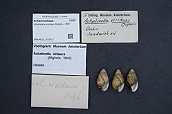 Naturalis Biodiversity Center - ZMA.MOLL.373612 - Achatinella viridans Mighels, 1848 - Achatinellidae - Mollusc shell.jpeg
