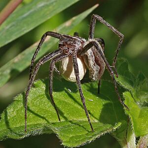 Archivo:Nursery web spider (Pisaura mirabilis) 2