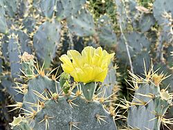 Opuntia engelmannii en fleur 01.jpg