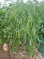 Panicum miliaceum