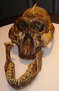 Archivo:Paranthropus boisei skull