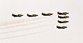Patrulla Aguila, fly-by, Radom AirShow 2005, Poland