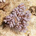 Peces halcón de cabeza moteada (Paracirrhites forsteri) sobre un coral (Pocillopora verrucosa), parque nacional Ras Muhammad, Egipto, 2022-03-26, DD 120