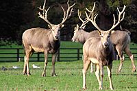 Archivo:Pere David Deer - Woburn Deer park (5108236985)