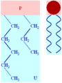Phospholipid structure