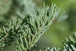 Archivo:Picea mariana (Black Spruce)
