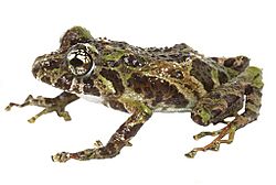 Pristimantis katoptroides.jpg