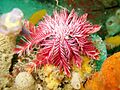 Ptilometra australis Passion Flower feather star