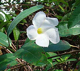 Rhabdadenia biflora (9142797073).jpg