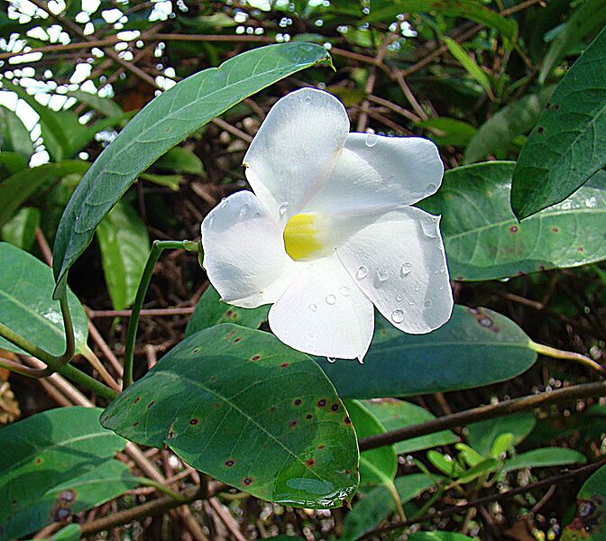 Rhabdadenia biflora (9142797073)