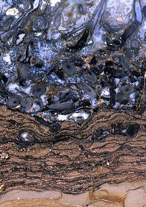 Archivo:Rhynie Chert polished
